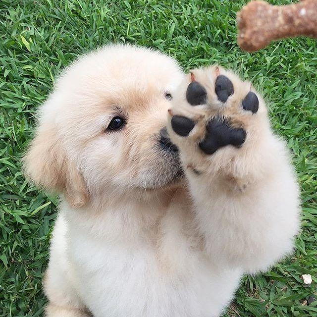 Golden Retriever Meet Up