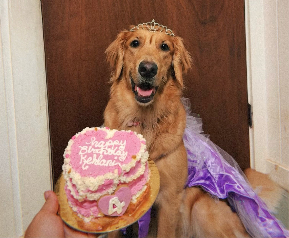 Dog Birthday Cake Ideas That Feel Special