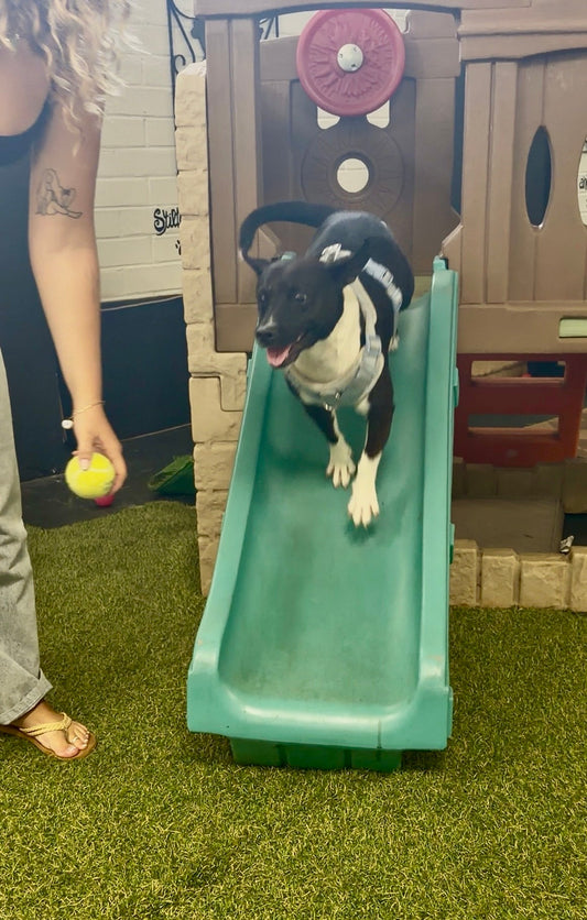 Dog Summer Camp Is Worth the Hype