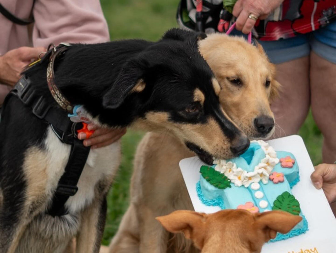 Celebrating The Dogs Who Make Life Better