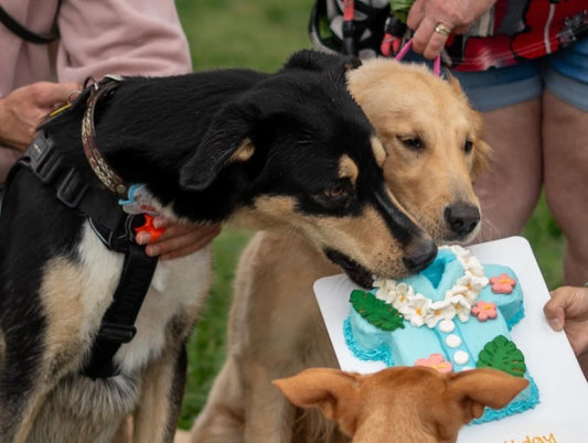 Celebrating The Dogs Who Make Life Better