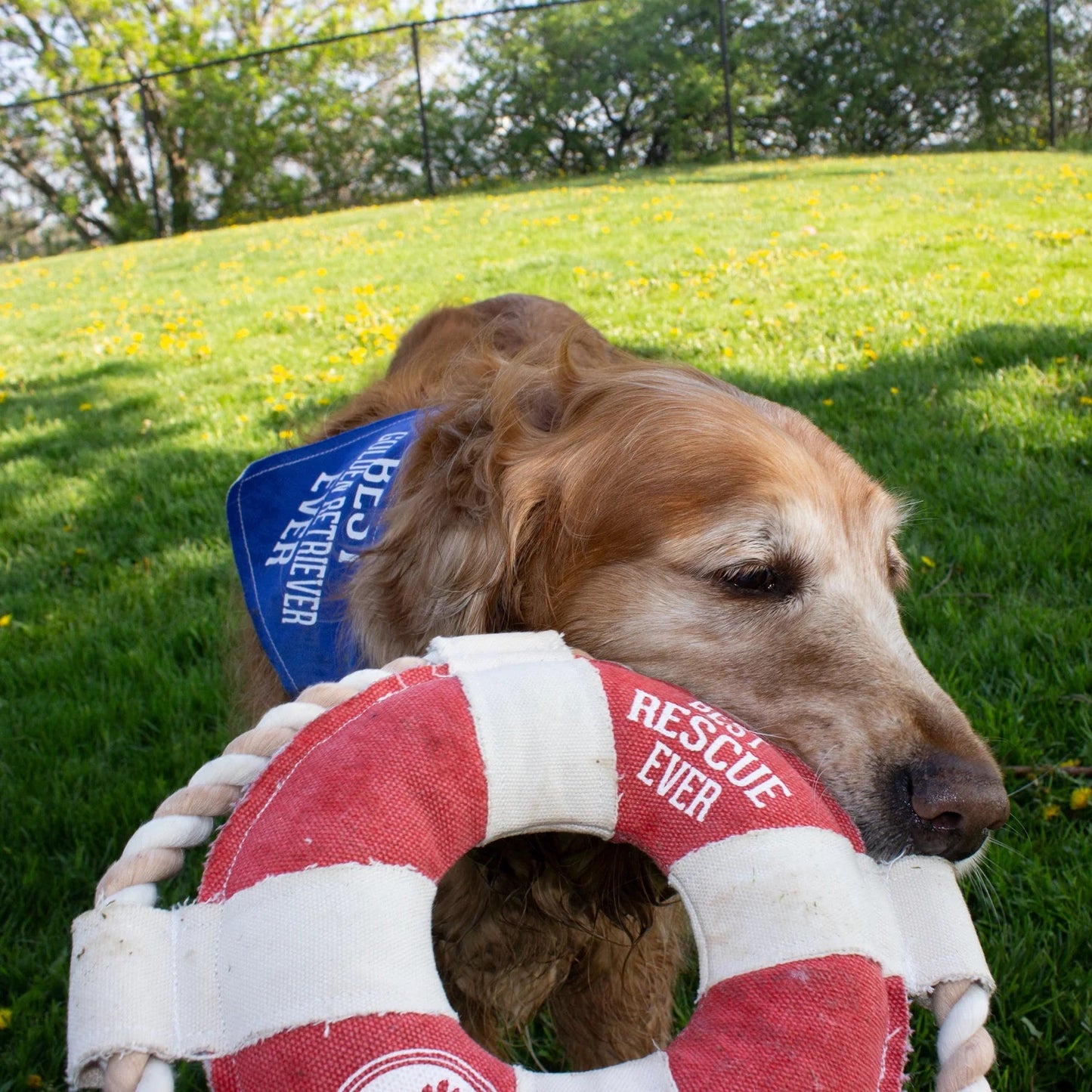 Best Rescue Life Saver - Dogtown Bakery