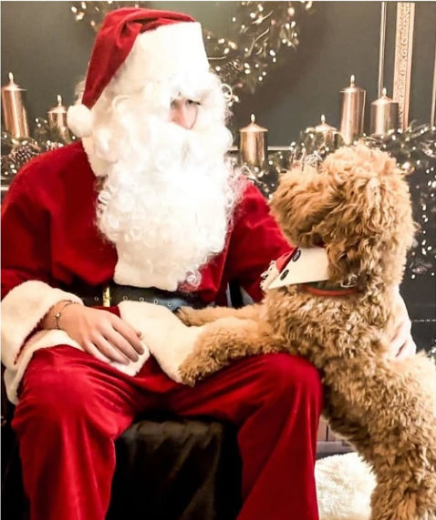 Sit With Santy Paws