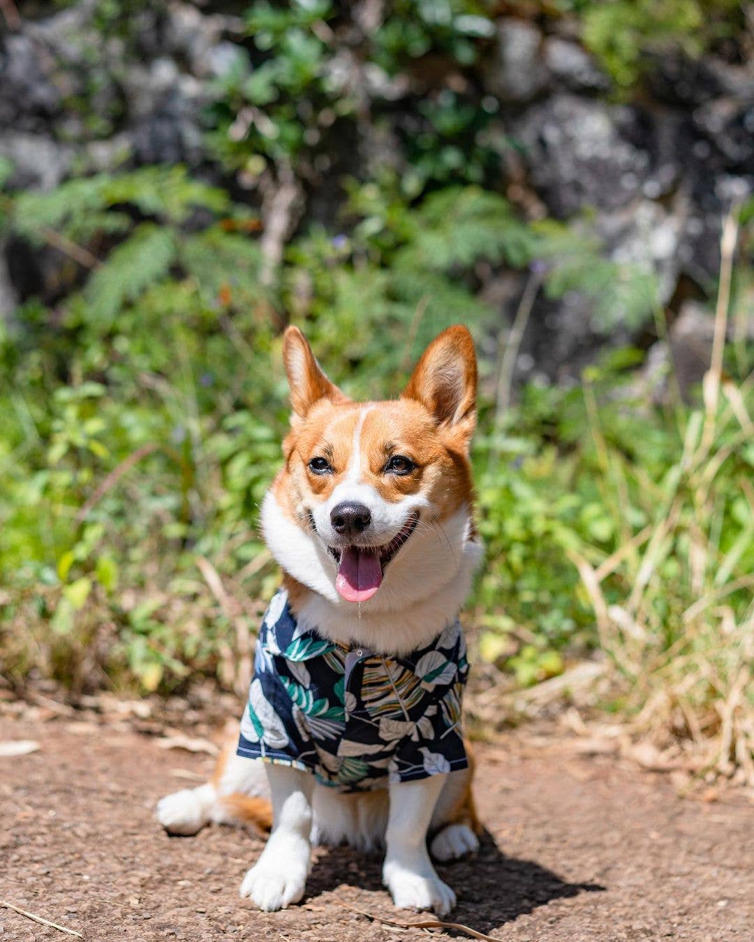 Palm Leaves Camp Shirt – Tropical Dog Shirt for Summer